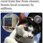 cat boosts economy by millions.jpeg