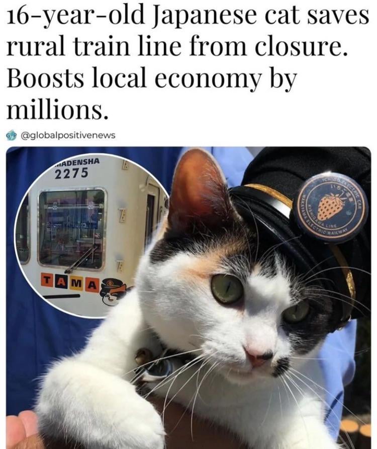 cat boosts economy by millions.jpeg