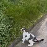 this cat needs proper training.png