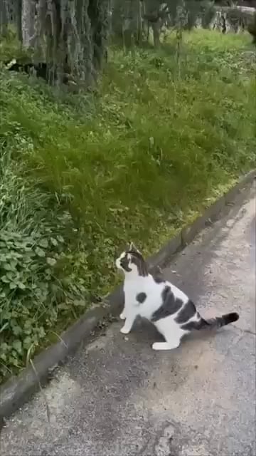 this cat needs proper training.png