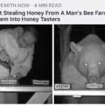 honey taster bear.jpeg