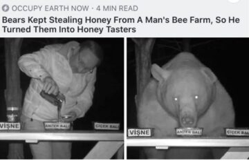 honey taster bear.jpeg