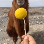 a camel trying out a lemon for the first time.png