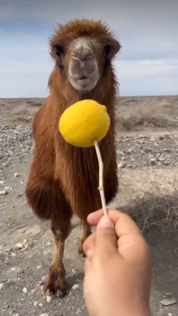 a camel trying out a lemon for the first time.png