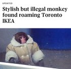 stylish but illegal monkey found roaming toronto ikea.jpg