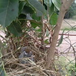 snip cutter head bird feeding her babies.png