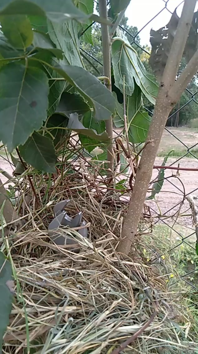snip cutter head bird feeding her babies.png
