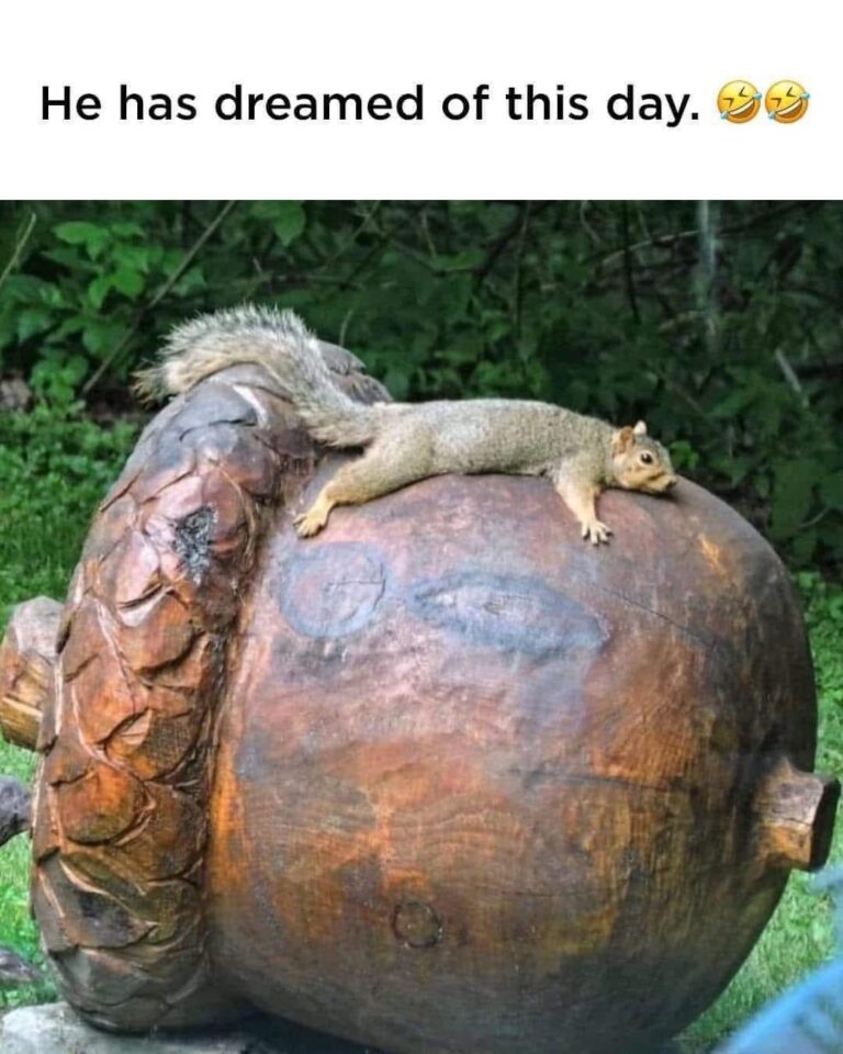 thats a big nut f09fabb6.jpeg