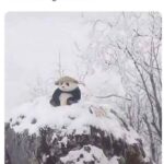 im sure.jpeg