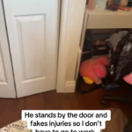 dog fakes injury so his mom wont leave for work.png