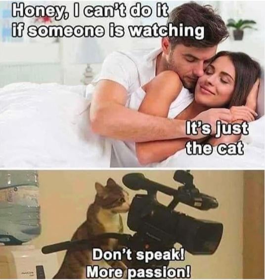cinemeowtographer.jpeg