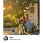 quest giving dog.jpeg