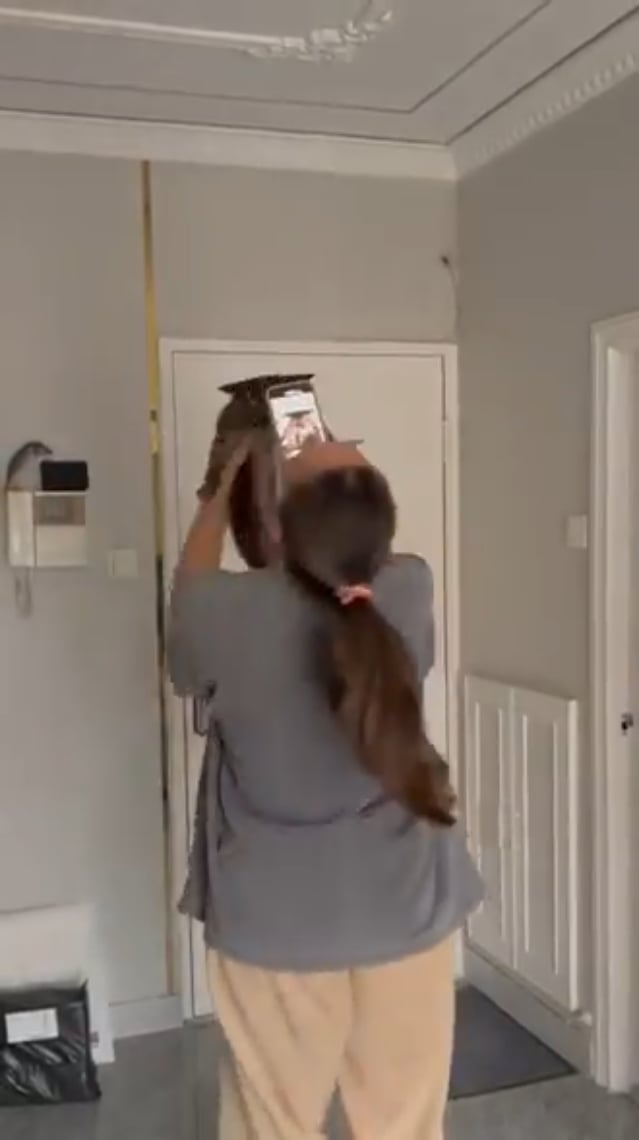 the cat was contemplating murder.png