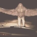 birds of war spotted in monterey mexico.jpeg