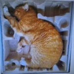 cat for sale still in its original packaging mint condition.jpeg