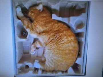 cat for sale still in its original packaging mint condition.jpeg