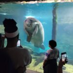 manatee at the aquarium wanted to show us their wooden plank.jpeg