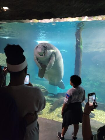 manatee at the aquarium wanted to show us their wooden plank.jpeg