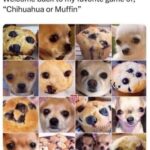 chihuahua or muffin.jpeg