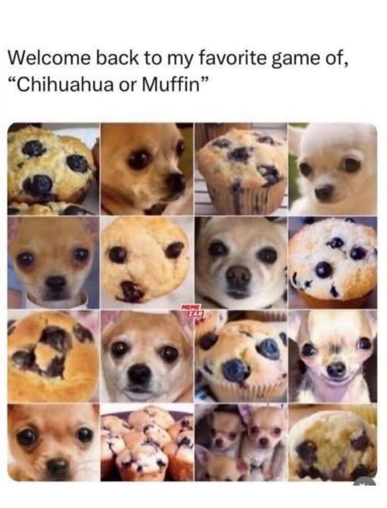 chihuahua or muffin.jpeg