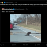 beavers are so funny why are you a little rat doing hydraulic engineering.png