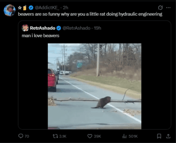 beavers are so funny why are you a little rat doing hydraulic engineering.png