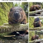 we just say branch manager.jpeg