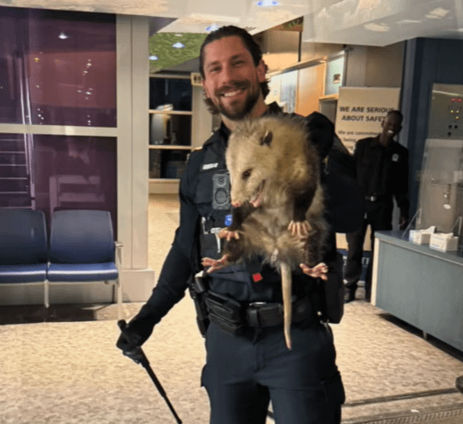 possum got into my childrens hospital lobby.png