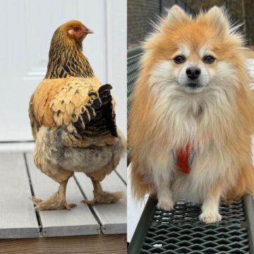 does anyone have any pets or anything else named after parks rec meet leslie barbara knope and tammy 2.jpeg