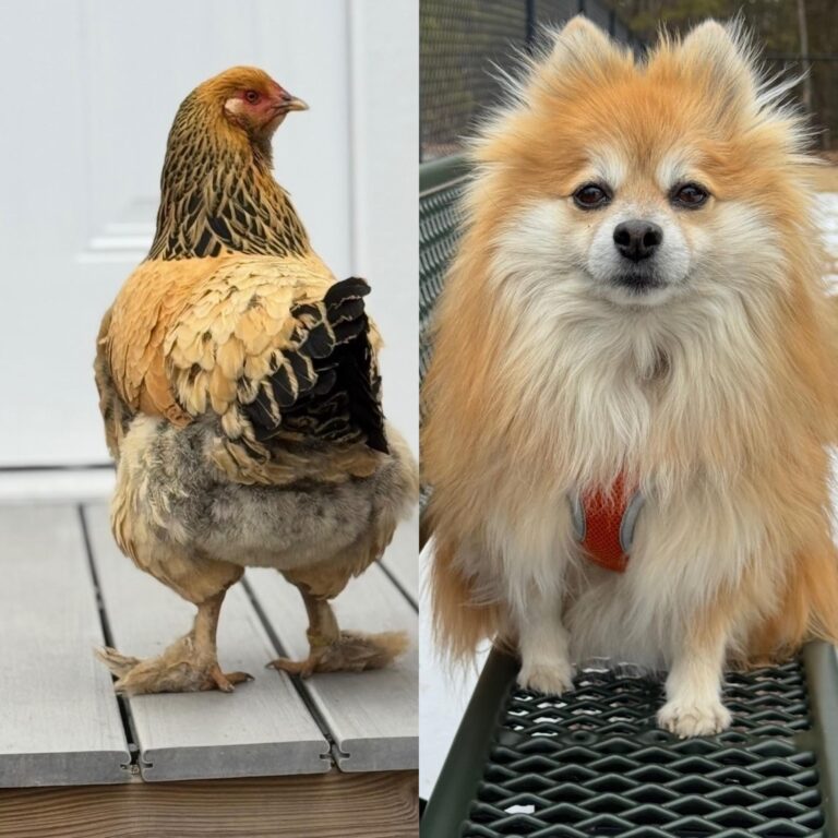 does anyone have any pets or anything else named after parks rec meet leslie barbara knope and tammy 2.jpeg