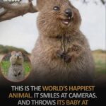 worlds happiest animal.jpeg