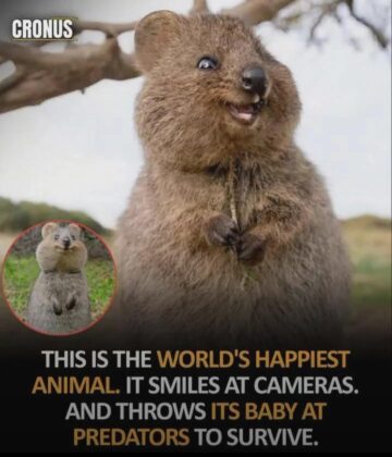 worlds happiest animal.jpeg