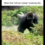 i hit this at least 5 times a day.png