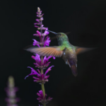 wp header logo 117.png