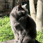 wp header logo 160.png