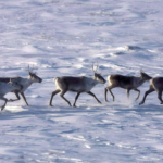 wp header logo 171.png