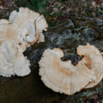 wp header logo 233.png