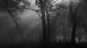 wp header logo 240.png