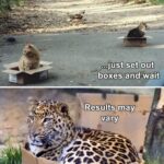 when you realise all cats act the same.jpeg