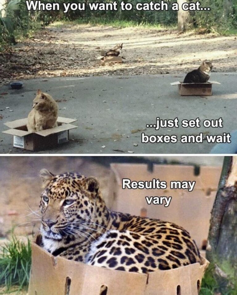 when you realise all cats act the same.jpeg