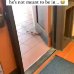 i guess mom didnt want him going into the store.png