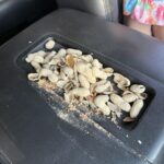 my daughter found a spot for her day peanuts.jpeg