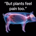 plants feel pain too.png