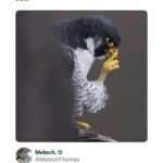 damn thatd make a great template.jpeg