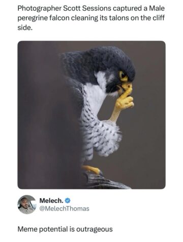 damn thatd make a great template.jpeg