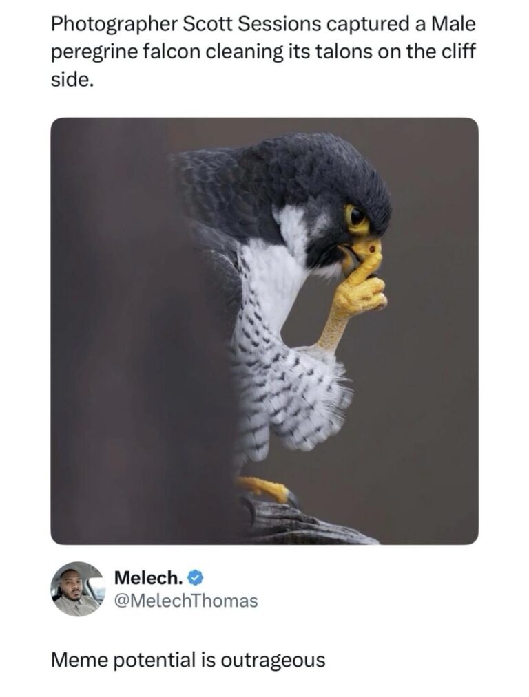 damn thatd make a great template.jpeg