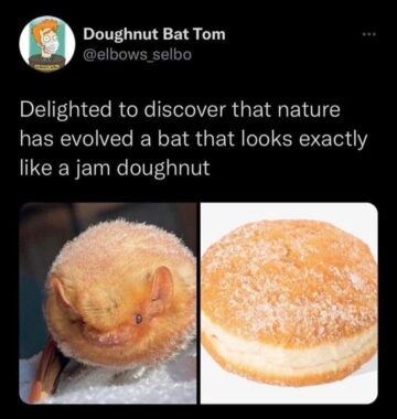 delighted to discover that nature has evolved a bat that looks exactly like a jam doughnut.jpeg