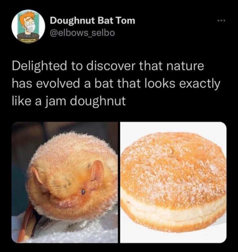 delighted to discover that nature has evolved a bat that looks exactly like a jam doughnut.jpeg