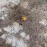 whatever he did wrong i hope she forgives him.png