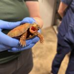 my wife is a vet tech and took this photo today.jpeg